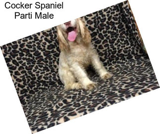 Cocker Spaniel Parti Male