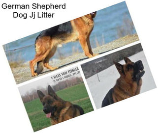 German Shepherd Dog Jj Litter
