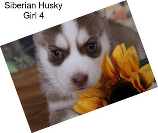 Siberian Husky Girl 4