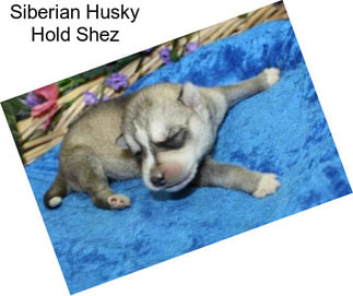 Siberian Husky Hold Shez