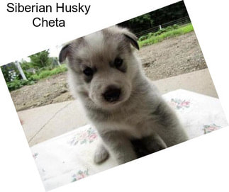 Siberian Husky Cheta