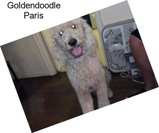 Goldendoodle Paris