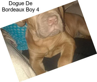Dogue De Bordeaux Boy 4
