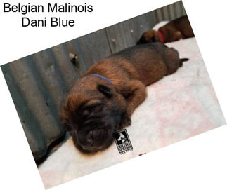 Belgian Malinois Dani Blue