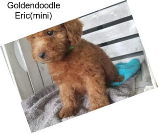 Goldendoodle Eric(mini)