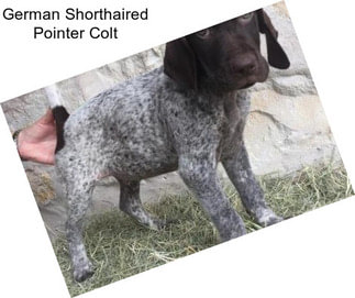 German Shorthaired Pointer Colt