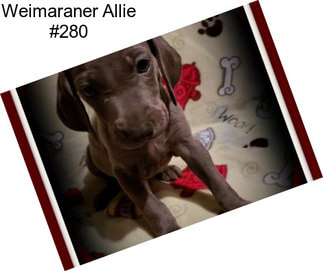 Weimaraner Allie #280