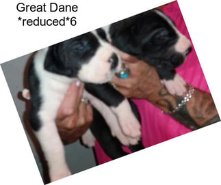 Great Dane *reduced*6