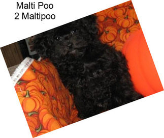 Malti Poo 2 Maltipoo