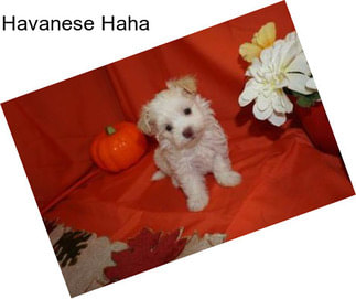 Havanese Haha