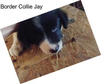 Border Collie Jay