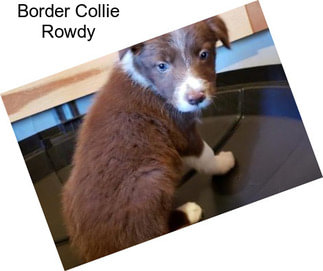 Border Collie Rowdy