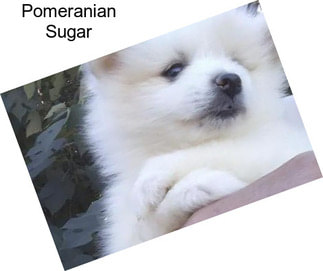 Pomeranian Sugar