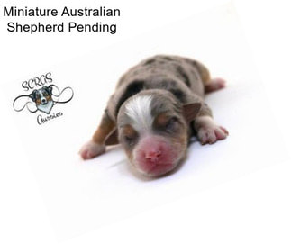 Miniature Australian Shepherd Pending