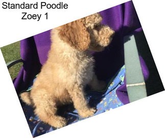 Standard Poodle Zoey 1