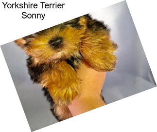 Yorkshire Terrier Sonny