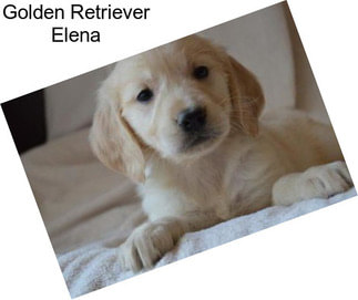 Golden Retriever Elena