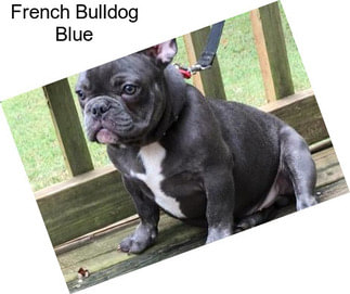 French Bulldog Blue