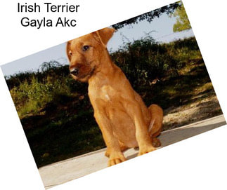 Irish Terrier Gayla Akc