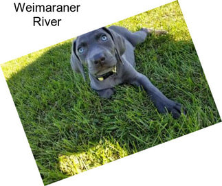Weimaraner River