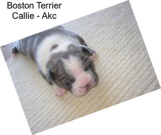 Boston Terrier Callie - Akc