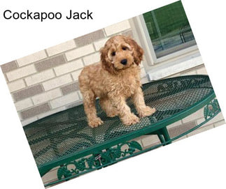 Cockapoo Jack