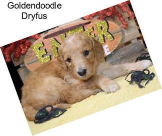 Goldendoodle Dryfus