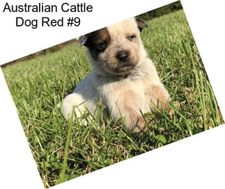 Australian Cattle Dog Red #9