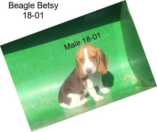 Beagle Betsy 18-01