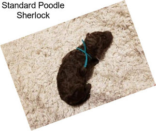 Standard Poodle Sherlock