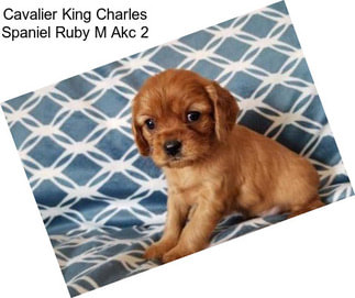 Cavalier King Charles Spaniel Ruby M Akc 2