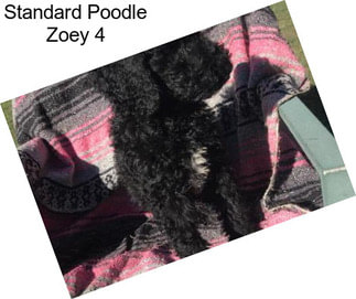 Standard Poodle Zoey 4