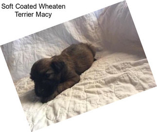 Soft Coated Wheaten Terrier Macy