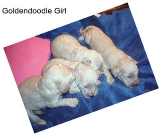 Goldendoodle Girl
