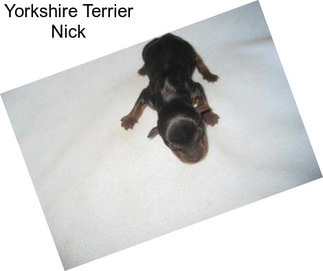 Yorkshire Terrier Nick