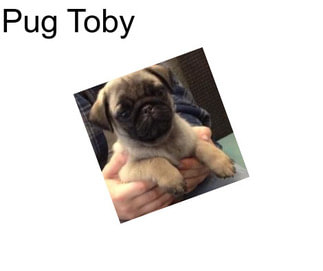 Pug Toby