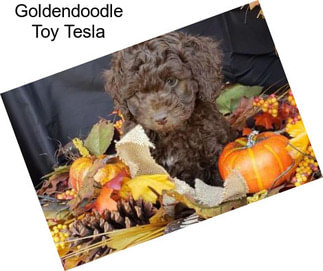 Goldendoodle Toy Tesla