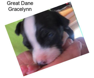 Great Dane Gracelynn