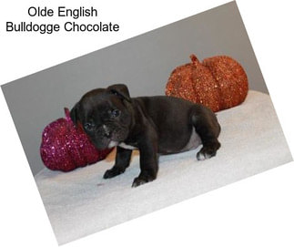 Olde English Bulldogge Chocolate
