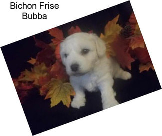 Bichon Frise Bubba