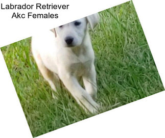 Labrador Retriever Akc Females