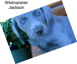 Weimaraner Jackson