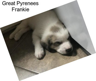 Great Pyrenees Frankie