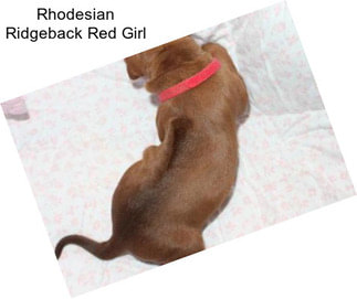 Rhodesian Ridgeback Red Girl