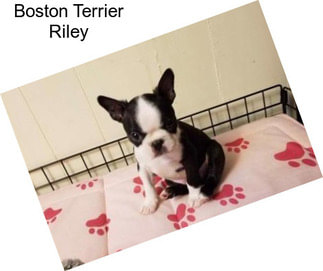 Boston Terrier Riley