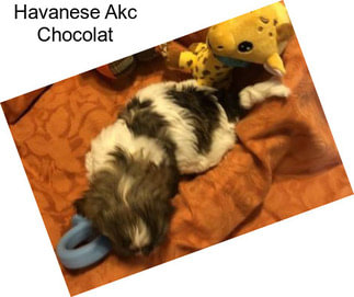 Havanese Akc Chocolat