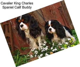 Cavalier King Charles Spaniel Calif Buddy