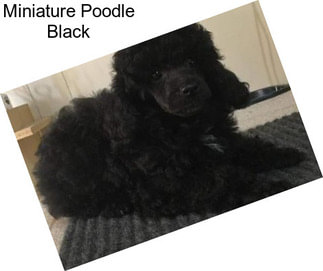 Miniature Poodle Black