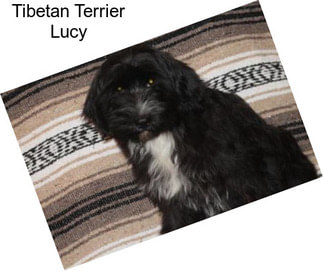 Tibetan Terrier Lucy