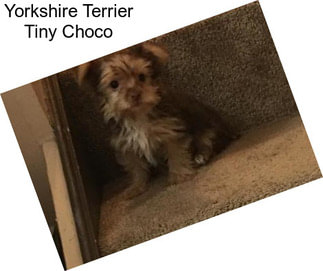 Yorkshire Terrier Tiny Choco